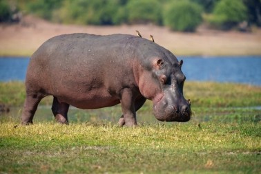 HOROR NA SAFARIJU! Nilski konj ščepao vodiča pred turistima - prizor ledi krv u žilama! (VIDEO)