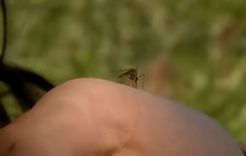 PRETI NAM NAJEZDA Beograđani se već žale na komarce, a mart je tek počeo