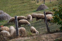 Jagnjad najskuplja na pojedinim pijacama - oscilacije cena žive stoke prisutne širom Srbije