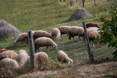 Jagnjad najskuplja na pojedinim pijacama - oscilacije cena žive stoke prisutne širom Srbije