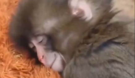 MAJMUNČE PANČ ODUŠEVILO INTERNET Plišana igračka je zaboravljena, a sada VLADA GRUPOM – neverovatan preokret u zoološkom vrtu (VIDEO)