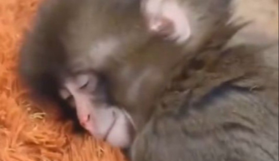 MAJMUNČE PANČ ODUŠEVILO INTERNET Plišana igračka je zaboravljena, a sada VLADA GRUPOM – neverovatan preokret u zoološkom vrtu (VIDEO)