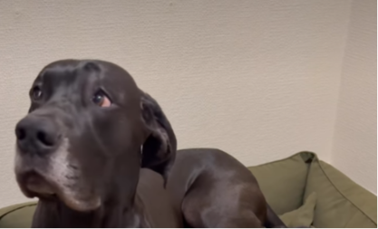 PAS DOBIO DRUŠTVO U KUĆI I POTPUNO JE OČAJAN Pogledajte kako reaguje na drugog psa - video je hit