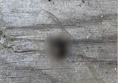 AU, ŠTA JE OVO, MAJKO MILA? Fotografija JEZIVOG stvorenja izazvala haos na mrežama – ljudi u čudu gledaju jedan detalj (FOTO)