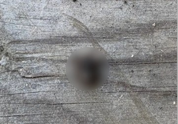 AU, ŠTA JE OVO, MAJKO MILA? Fotografija JEZIVOG stvorenja izazvala haos na mrežama – ljudi u čudu gledaju jedan detalj (FOTO)