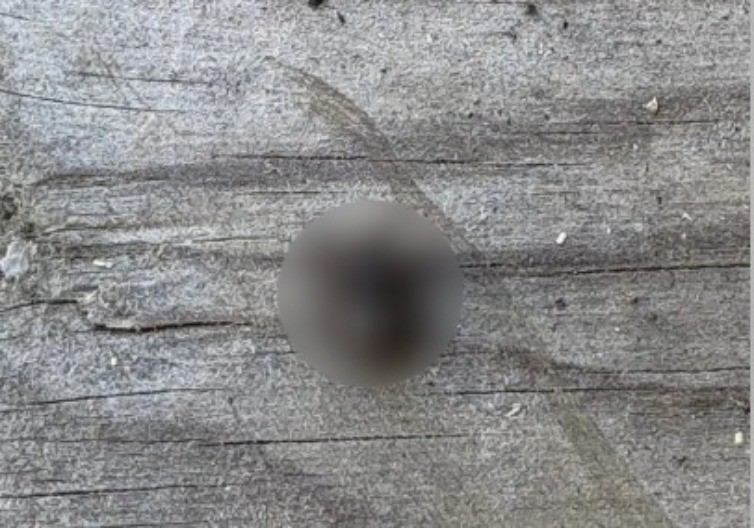 AU, ŠTA JE OVO, MAJKO MILA? Fotografija JEZIVOG stvorenja izazvala haos na mrežama – ljudi u čudu gledaju jedan detalj (FOTO)