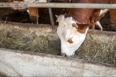 Braća ostala na dedovini - sada pod krovom sedmoro dece, a u štalama više od 100 grla stoke 