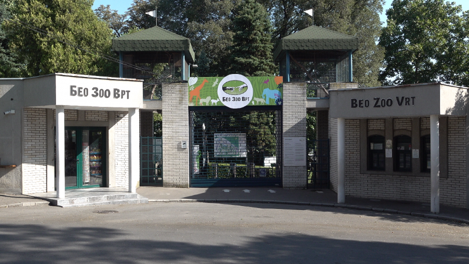 TRAGEDIJA U BEOGRADSKOM ZOO VRTU! Uginula omiljena foka Bert – sumnja pada i na posetioce