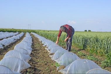 Profit od belog luka i do 15.000 evra - ove kulture napunile su buđelare povrtarima