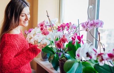 Moja orhideja cveta bez prestanka: Sama pravim đubrivo koje je čudo, ovo je recept!