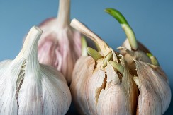Sa najobičnijom kutijom za jaja - otkrio je trik za sadnju belog luka i raspametio ljude (VIDEO)
