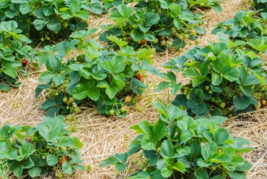 Napadaju jagode, maline i povrće: Evo kako da se rešite lisnih vaši za samo nekoliko minuta