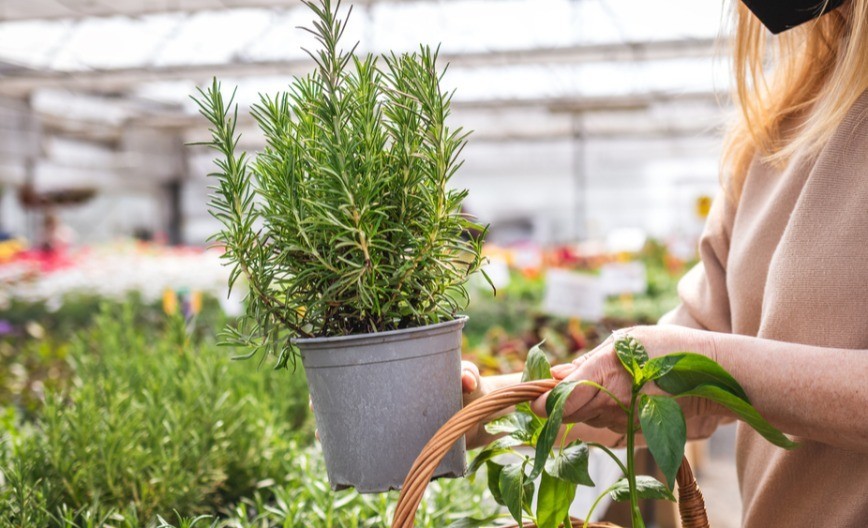 Beograđanke masovno kupuju ruzmarin na pijacama! Guraju ga u tegle sa pirinčem, evo u čemu je fora