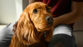 OVE STVARI NIKAKO NE RADITE SVOM PSU Možete povrediti njegova osećanja