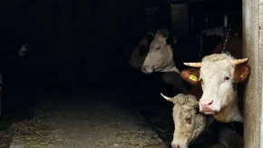 Uzgajivači u neverici - dok mlada grla pojeftinjuju, cene krava i prasadi drastično rastu