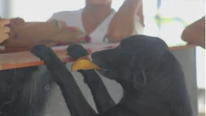 GLADNI PAS LUTALICA VIDEO LJUDE KAKO DAJU NOVAC ZA HRANU NA ULIČNOJ TEZGI Dosetio se, pa im je doneo - lišće