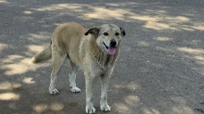 POGLEDAJTE KAKO SE PAS ZAHVALIO ŽENI KOJA GA HRANI Dirljiv video raznežio internet