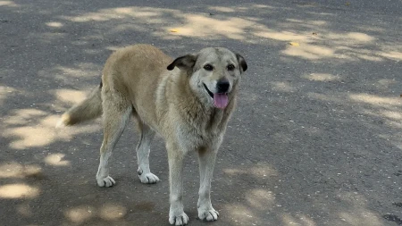 POGLEDAJTE KAKO SE PAS ZAHVALIO ŽENI KOJA GA HRANI Dirljiv video raznežio internet