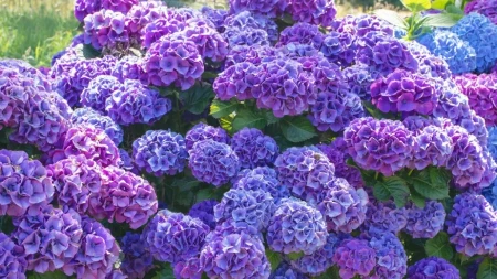 BAŠTENSKI TRIK ČINI ČUDA ZA HORTENZIJE Cvetaće kao nikad pre