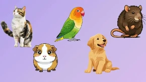 IZABERI LJUBIMCA I OTKRIJ SVOJU MRAČNU STRANU Ovaj psihotest razotkriva sve što kriješ