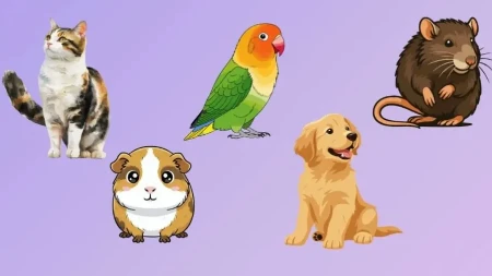 IZABERI LJUBIMCA I OTKRIJ SVOJU MRAČNU STRANU Ovaj psihotest razotkriva sve što kriješ