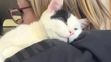 KANCELARIJSKI MAČAK OLAKŠAVA ŽIVOT ZAPOSLENIMA Pogledajte samo kako im pomaže - video je hit