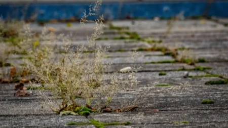 Nema više čupanja korova: Samo pospite ovo i gledajte kako se suši