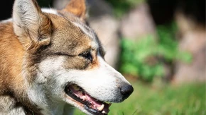 VAŠ PAS ZNA KO VAM ŽELI ZLO: 3 znaka kojima vas upozorava na loše ljude
