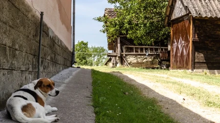 Komarci od njih beže kao vampiri od belog luka, plus jedna tera i mušice i buve: Koje biljke treba zasaditi u dvorištu da bi vas zaštitile na leto? 