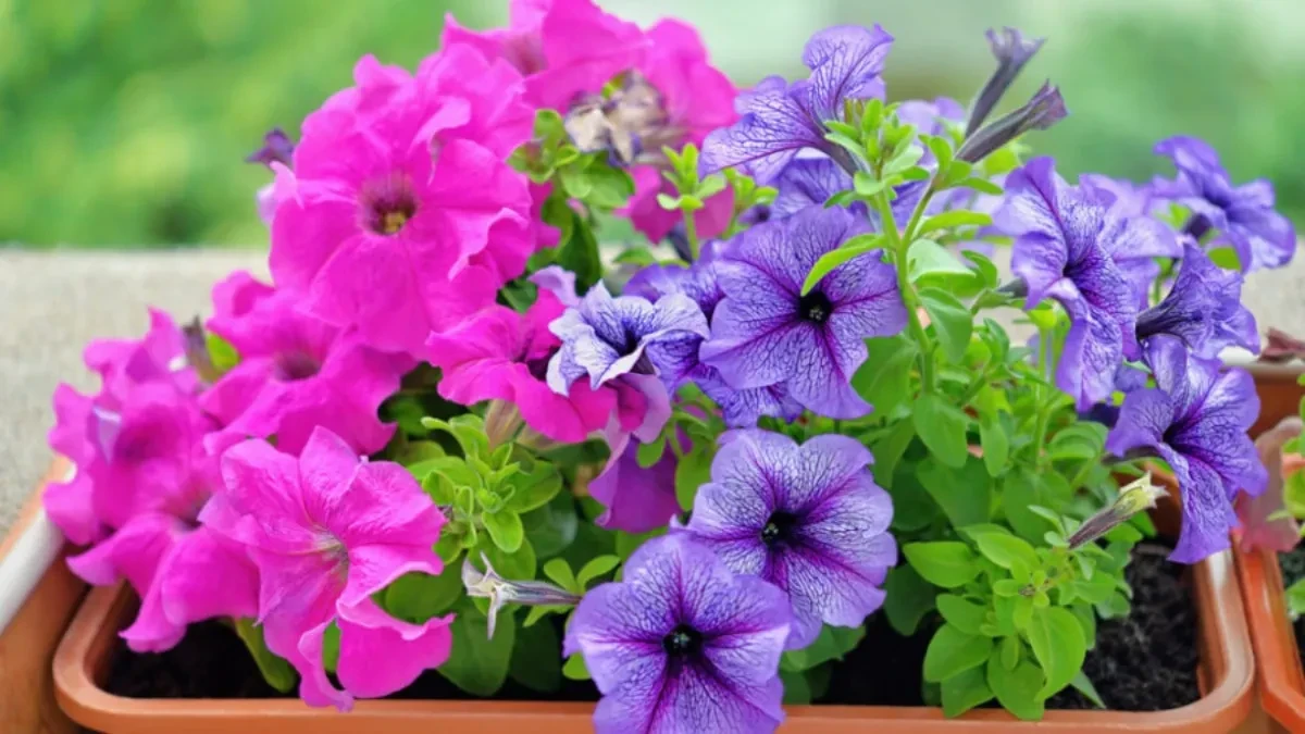 Ne čekajte maj! Ko sada posadi petunije, imaće najlepši balkon u kraju