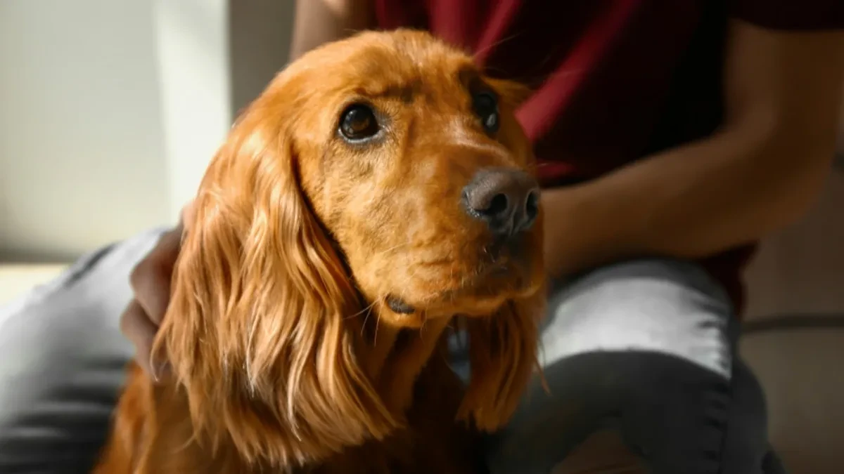 UVEDENA JEDINSTVENA MERA: Na bolovanje i kada vam se razboli kućni ljubimac