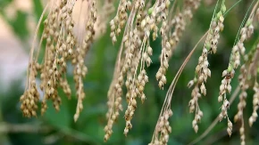 Jedna od najzdravjih namirnica a nikada je nema na stolu - odlična za srce i kosti 