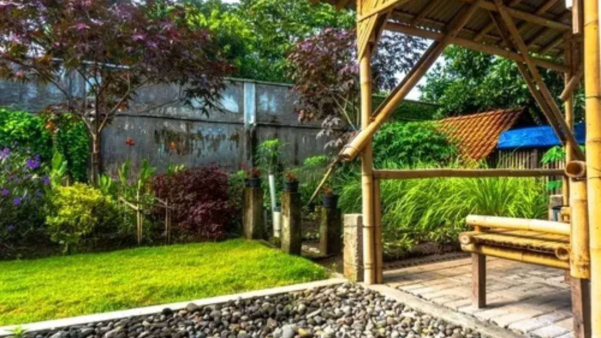 Idealno drvo za mala dvorišta: Daje sočne plodove, ima divan cvet, korenje je plitko, a hlad bajkovit