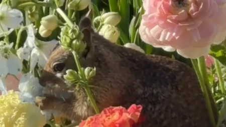 VEVERICA GRICKA SKUP BUKET NA VENČANJU, GOSTI TRLJAJU OČI U NEVERICI Hit video nasmejao ljude