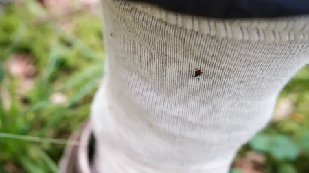 Nijedan vas neće napasti, stavite ovo na čarape: Kako se obdraniti od krpelja, kažu da ovo radi