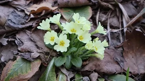 ISKORISTITE POSLEDNJE DANE APRILA: Idealno je vreme za sadnju ovih biljaka, jedna "leči", čak, i slomljeno srce!