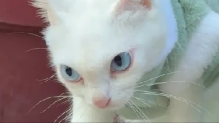 OVA MAČKA JE HIT NA INTERNETU Pokušava da bude ljuta, ali ljudi PLAČU OD SMEHA!