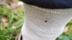 SPAS OD KRPELJA: Stavite predmet od 10 dinara na nogu i zaboravite na ugrize!