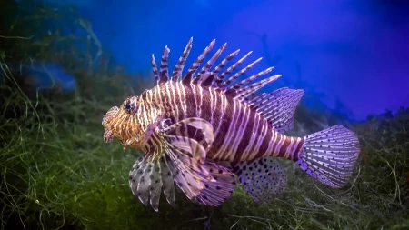 VEOMA OTROVNA RIBA SE ŠIRI PO MEDITERANU I JADRANU Stručnjaci upozoravaju:"Opasnost je sve veća"