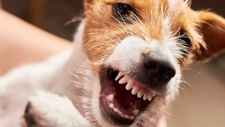 PORODIČNI PAS MEŠANAC NASMRT IZUJEDAO TINEJDŽERKU (19) Stravičnu scenu zatekao otac, "Ona je bila moje jedino dete..." (FOTO)