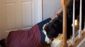 GLUMIO DA UMIRE – PSI GA IGNORISALI Razlog će vas NASMEJATI DO SUZA! (VIDEO)