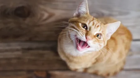 OVO JE TIHI UBICA MAČAKA: Greške koje svi prave imaju KATASTROFALNE posledice!