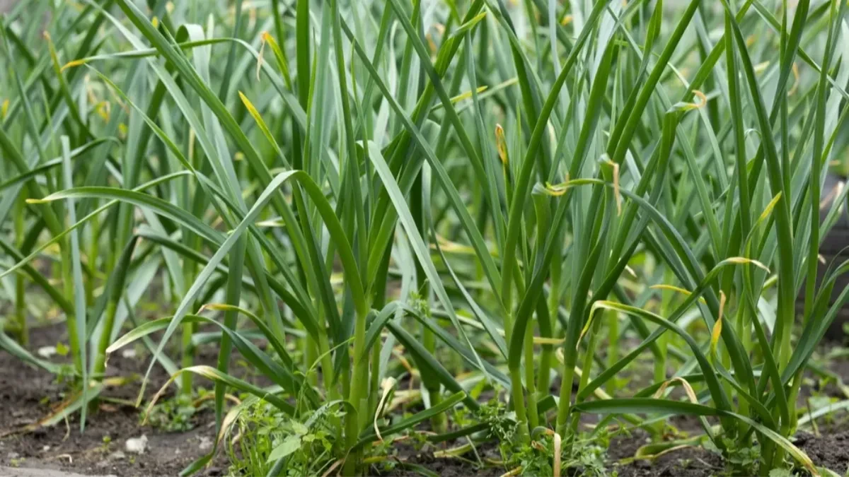 EVO KAKO POSEJATI VELIKU KOLIČINU LUKA NA MALOJ POVRŠINI Dedin trik koji provereno daje maksimalan prinos (VIDEO)