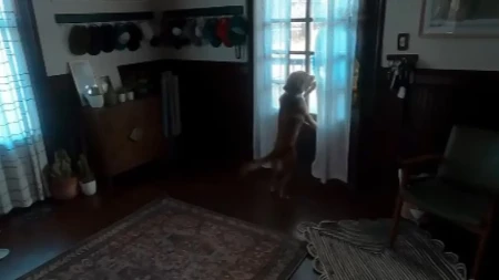 DIRLJIVI SUSRET KOJI JE ZAUSTAVIO INTERNET! Astronautkinja stigla kući – reakcija psa OBIŠLA PLANETU!