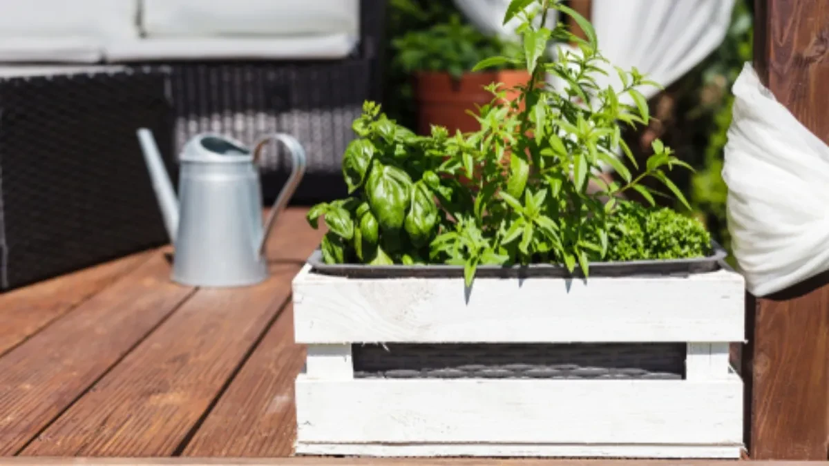 NE BACAJTE VIŠE NOVAC NA ZAČINE: Ove biljke uspevaju i na NAJMANJEM balkonu!