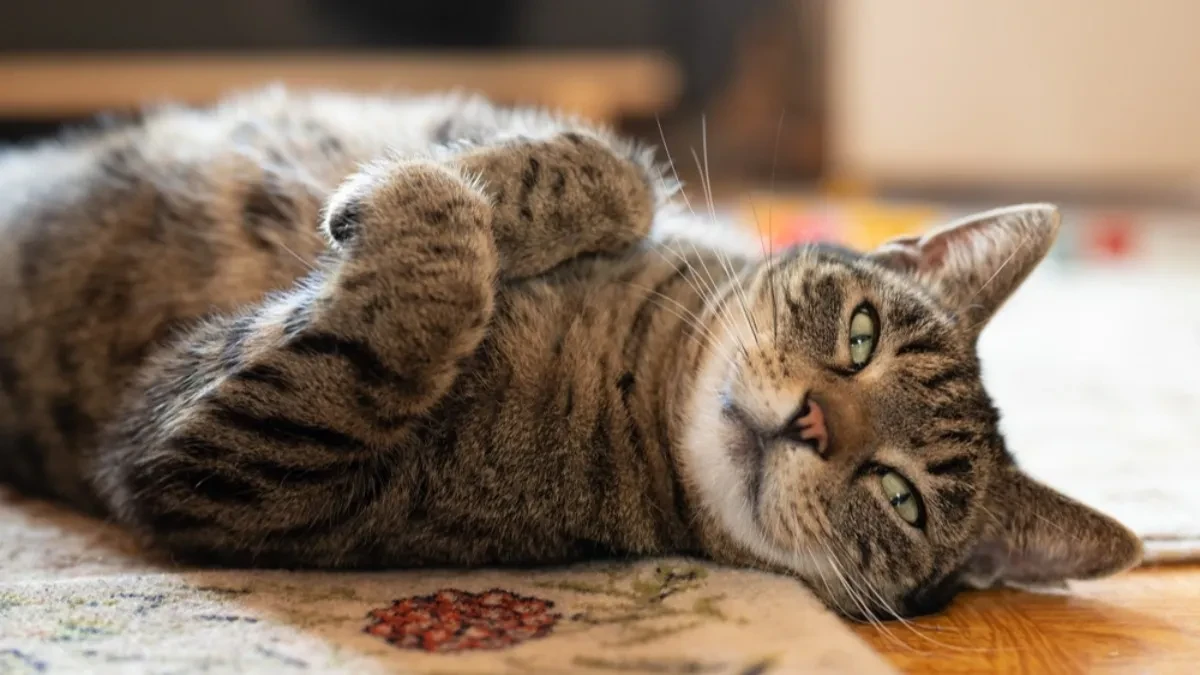 DA LI STE ČULI ZA "STRES BRKOVA"? Proverite svog ljubimca jer je ovo čest problem kod mačaka