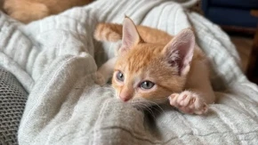 MISLITE DA JE SAMO SLATKO? Evo šta mačka zapravo radi kad „mesi“ –  razlog će vas ŠOKIRATI!