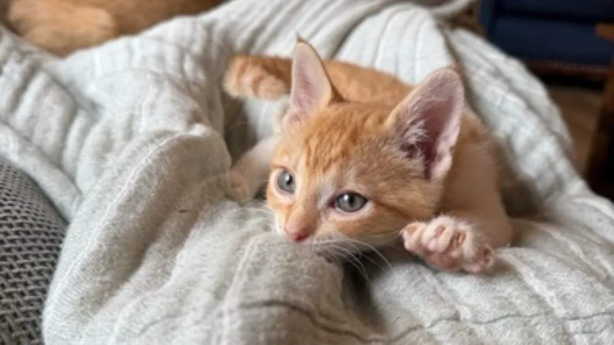 MISLITE DA JE SAMO SLATKO? Evo šta mačka zapravo radi kad „mesi“ –  razlog će vas ŠOKIRATI!