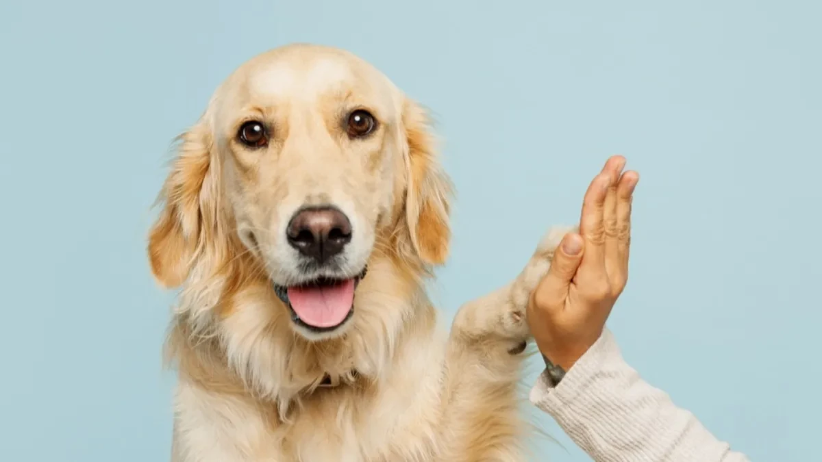 Imate ljubimca? Možete dobiti do 75 evra od grada – proverite uslove