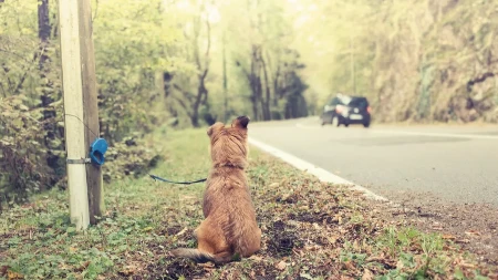 MONSTRUM IDE NA SUD! Oteo i ubio psa SIMU – preti mu robija!